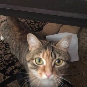 Meet your Posher, Bill